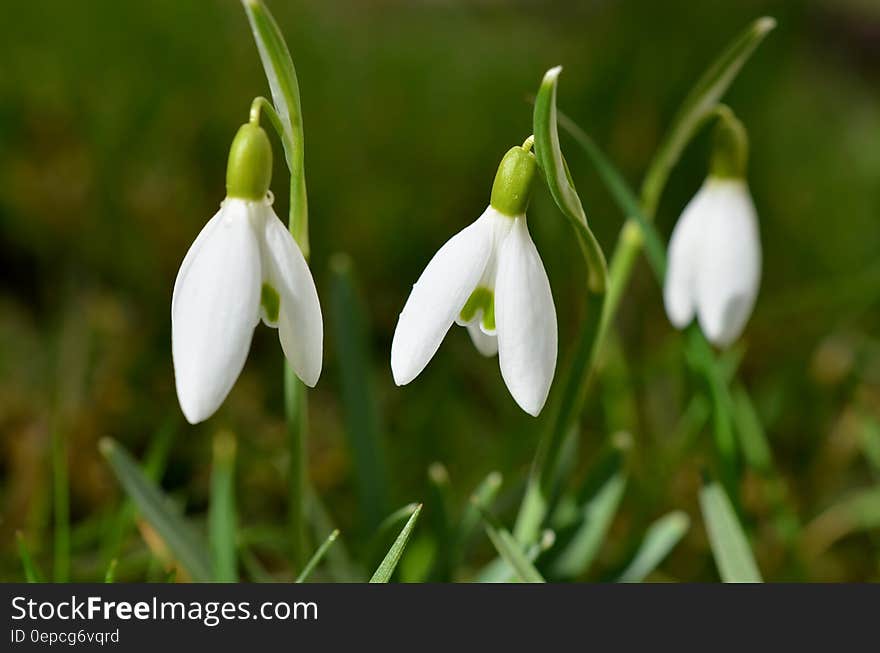 Close Up Photo of White 3 Petal Flower on Green Stem during Daytime