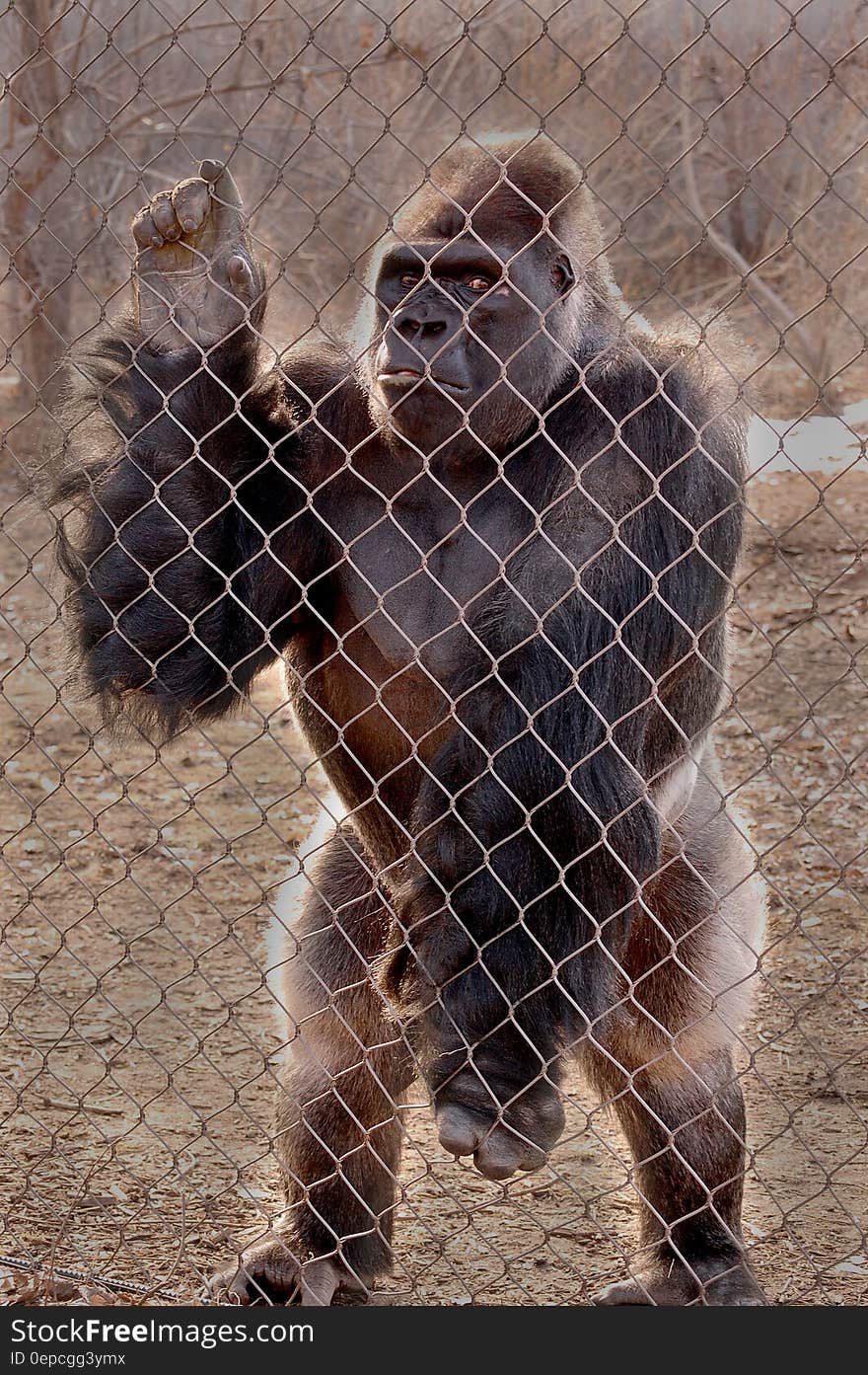 Gorilla standing next to chain link fencing outdoors. Gorilla standing next to chain link fencing outdoors.