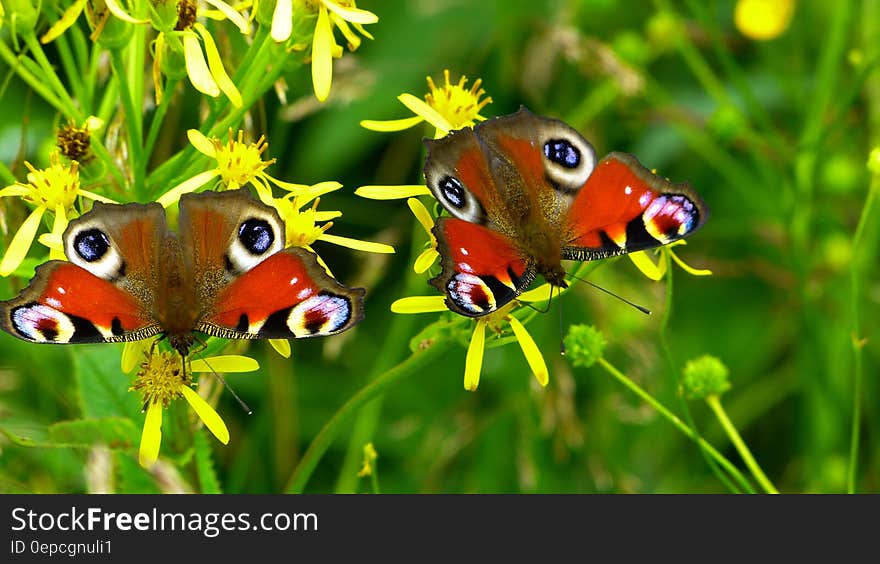 2 Peacock Butterflies Perched on Yellow Flower in Close Up Photography during Daytime