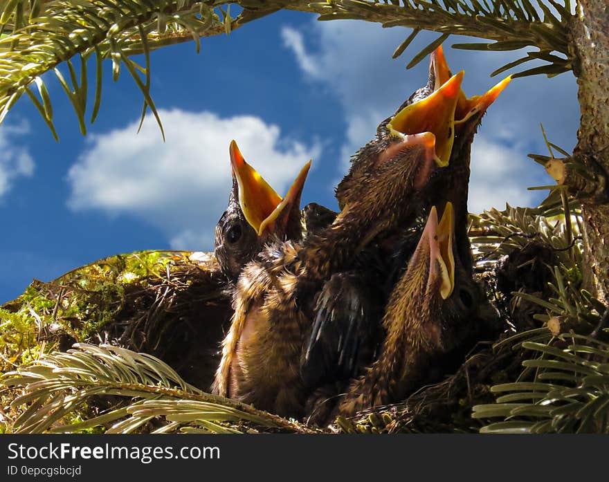 Close up of hungry baby birds waiting to be fed in nest against blue skies.