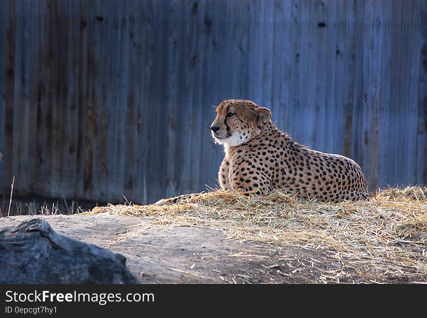 Portrait of adult cheetah laying in stray in zoo enclosure on sunny day. Portrait of adult cheetah laying in stray in zoo enclosure on sunny day.