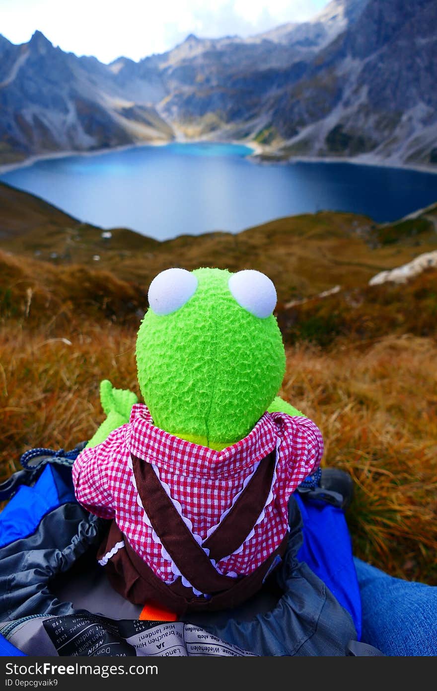 Green Frog Plush Toy on Green Grass during Day Time