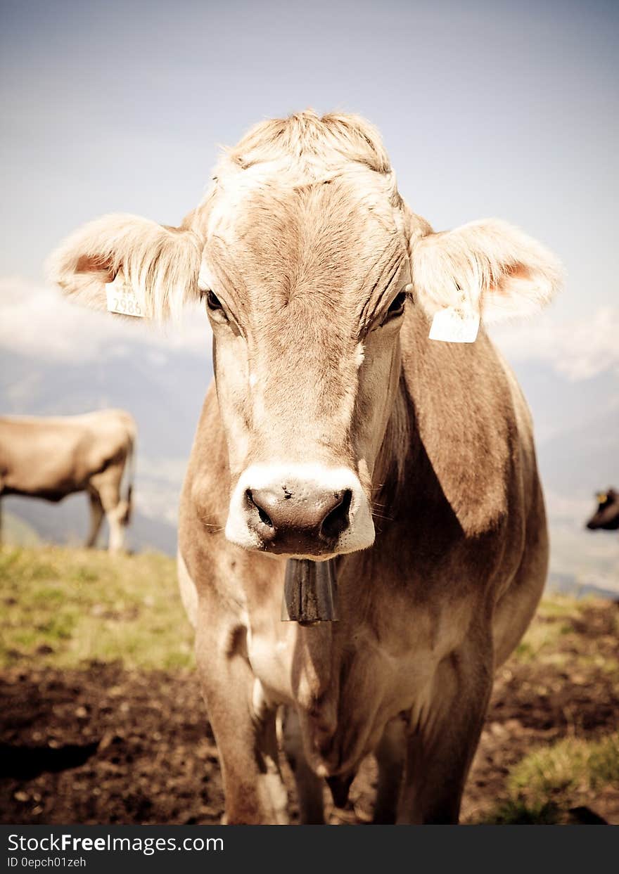 Gray and White Cow during Day Time