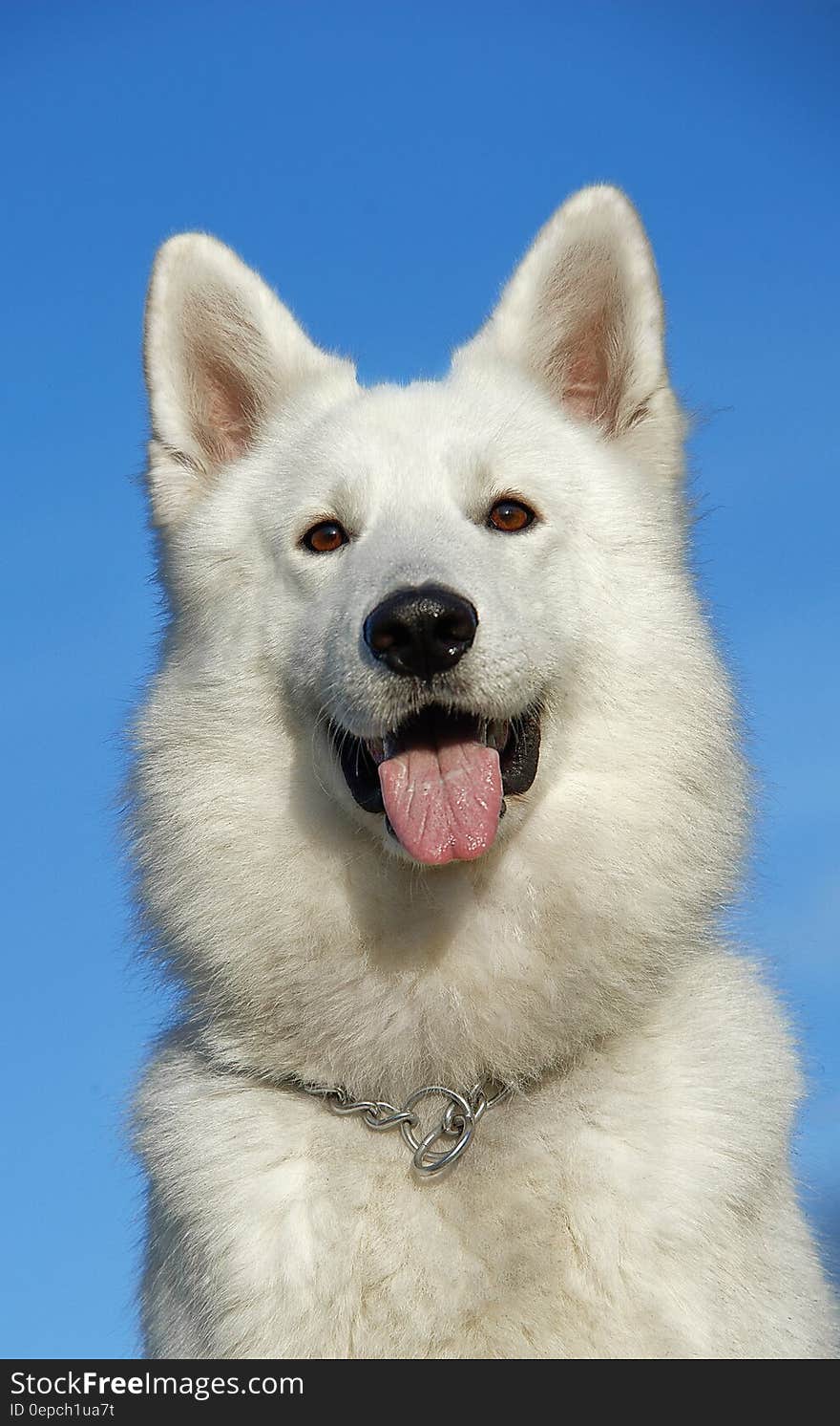 White Long Coated Medium Size Dog Sticking Tongue Out during Daytime