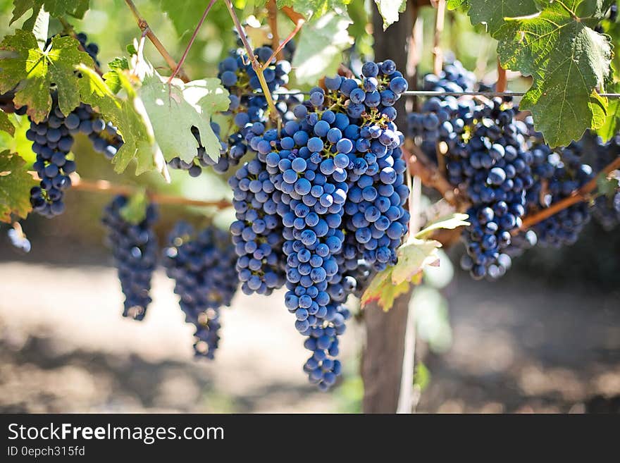 Grapes ripening on vine in sunny Napa Valley vineyard, California. Grapes ripening on vine in sunny Napa Valley vineyard, California.