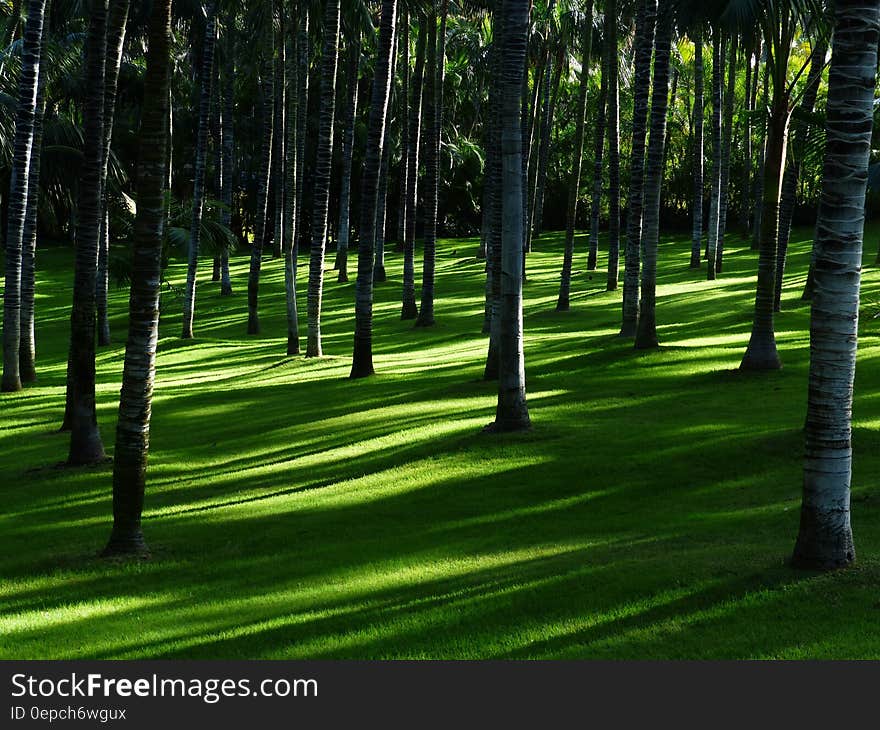 White and Brown Trees on Forest during Daytime