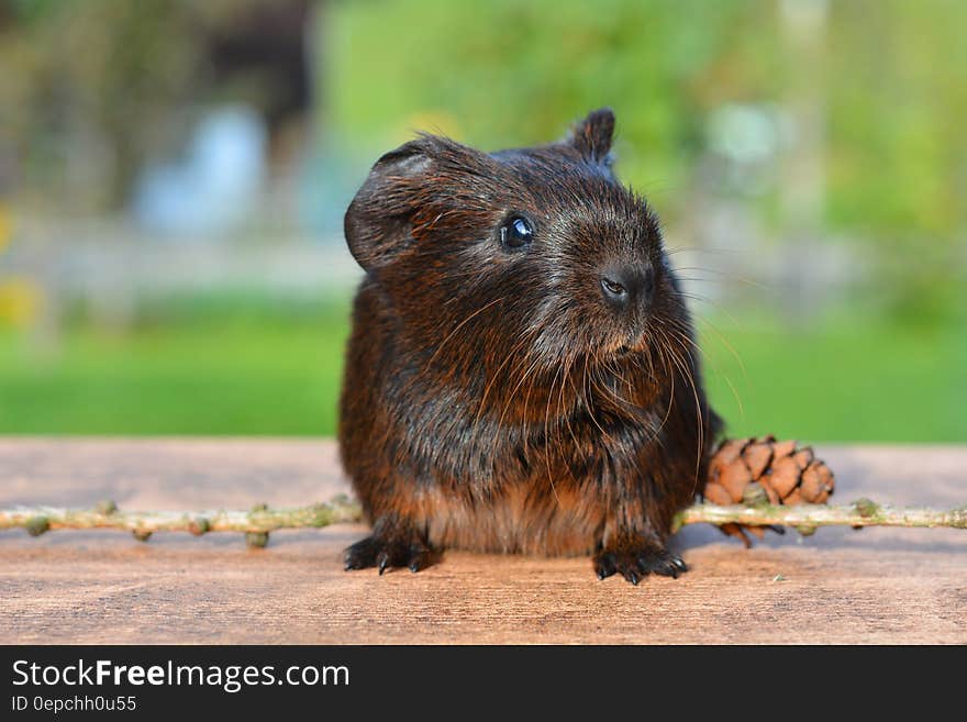 Brown Hamster