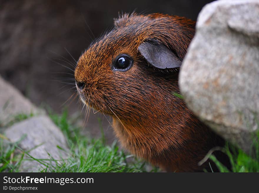 Brown and Black Guinea Pig