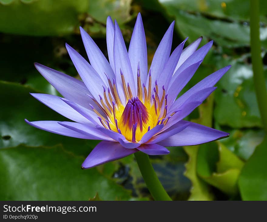 Purple Petaled Flower Near Green Leaf Plant