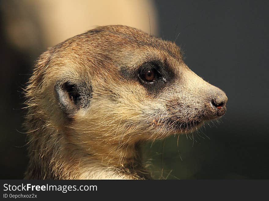 Brown Yellow and White Meerkat