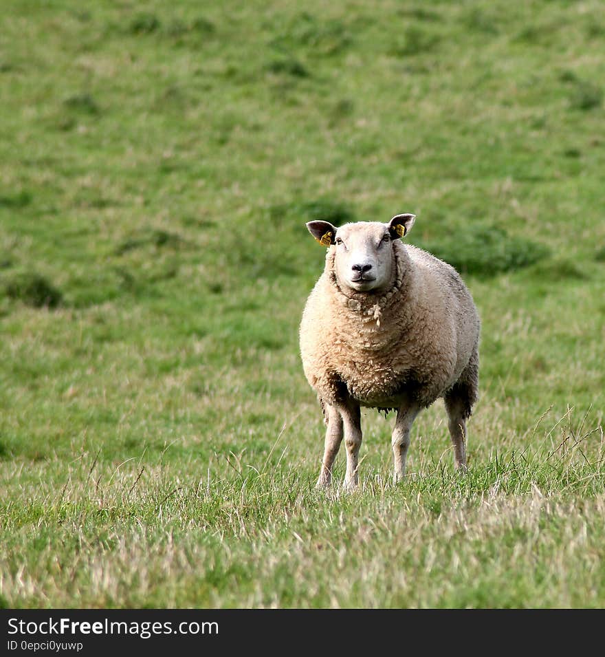 A woolly sheep standing on a green pasture. A woolly sheep standing on a green pasture.