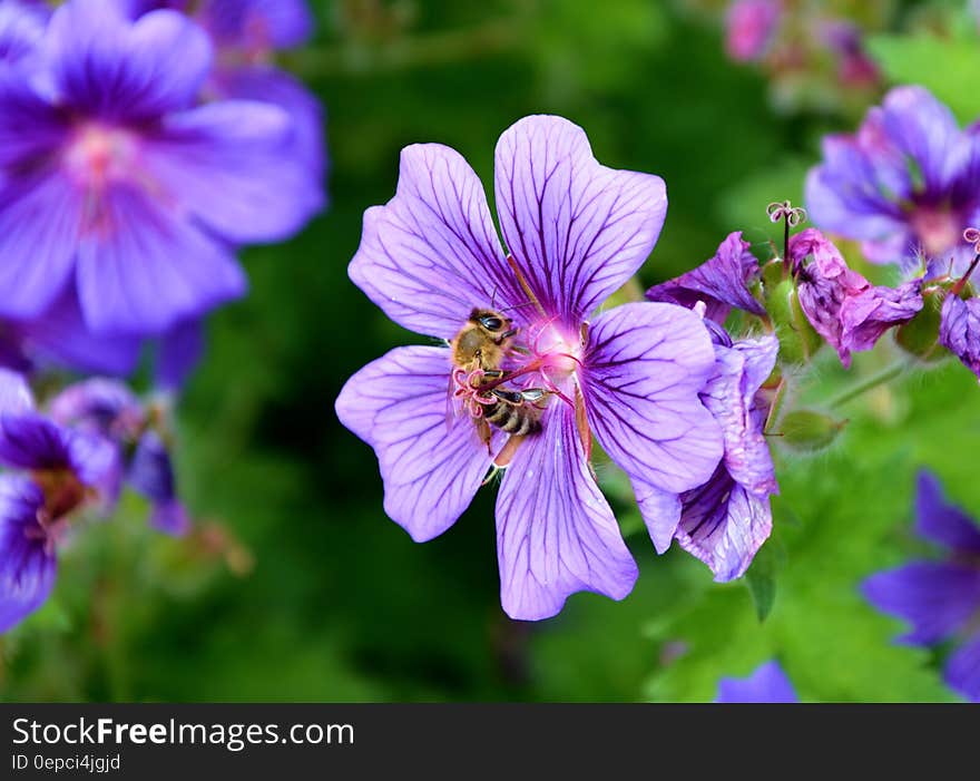 Purple Flowers