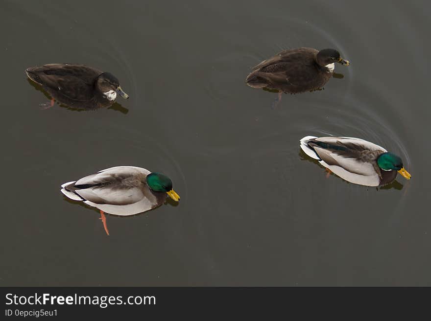 4 Ducks on the Water