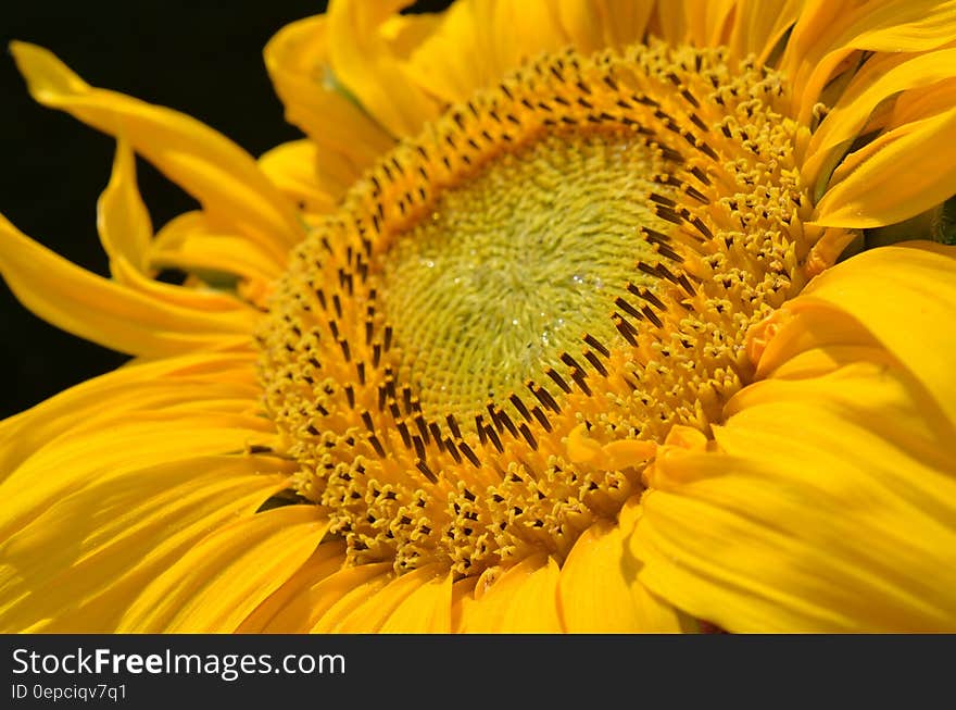 Close up of yellow flower against black. Close up of yellow flower against black.