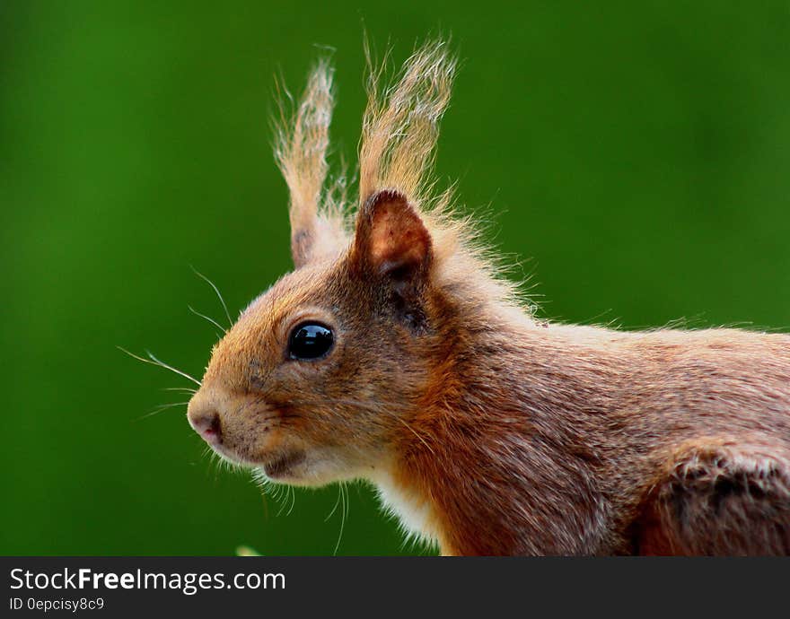 Close Up Photography of Brown Animal