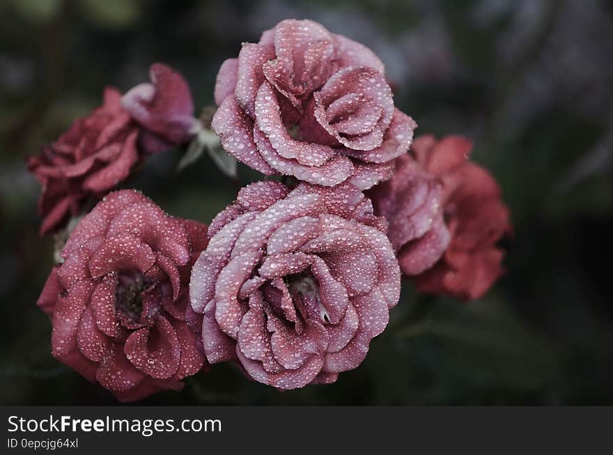 Pink Petaled Flowers Close Up Photography