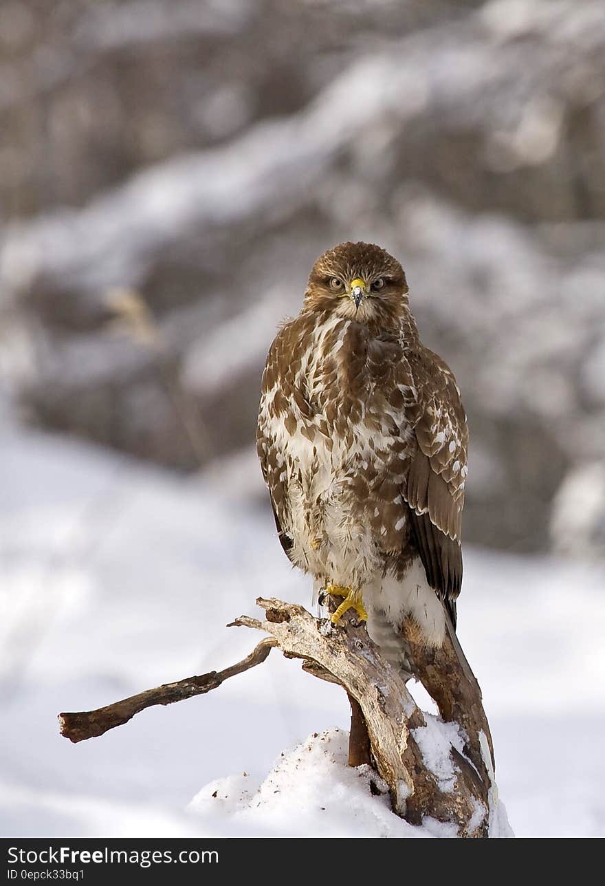 Brown and White Eagle