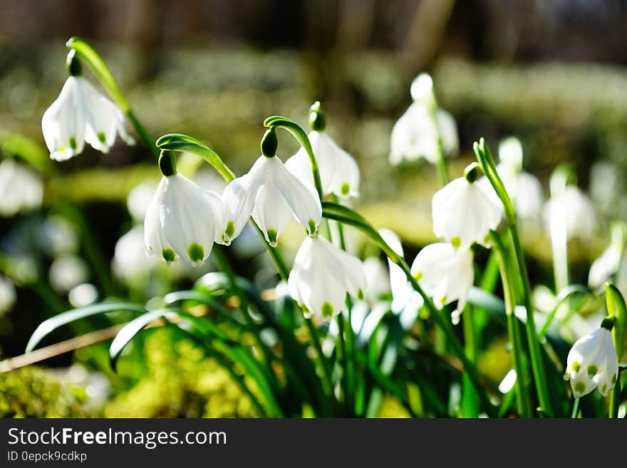 Shallow Focus Photography of White Flower