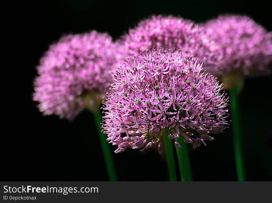 Group of pink garlic lila flowers in bloom with black background. Group of pink garlic lila flowers in bloom with black background.