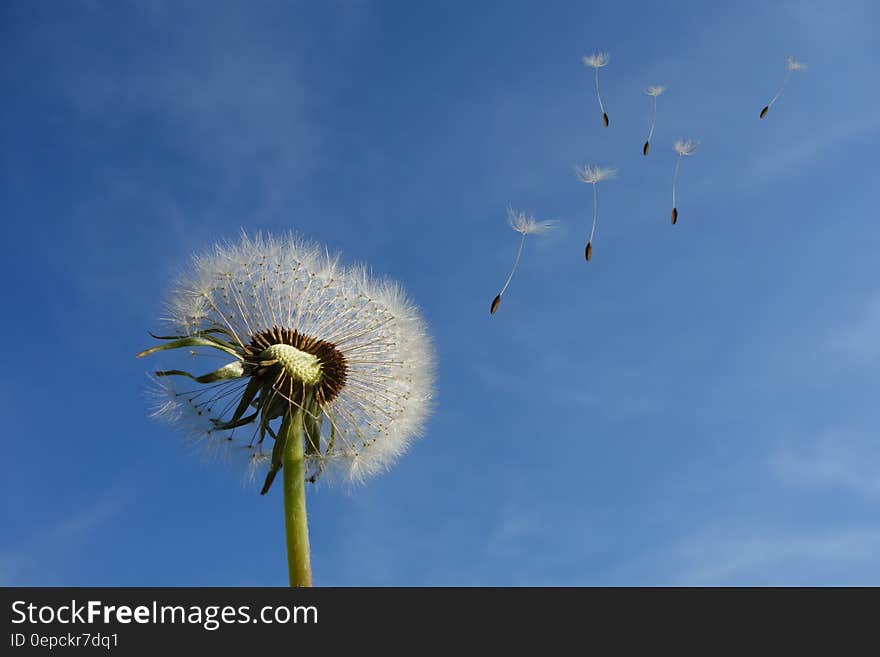 White Dandelion Under Blue Sky and White Cloud