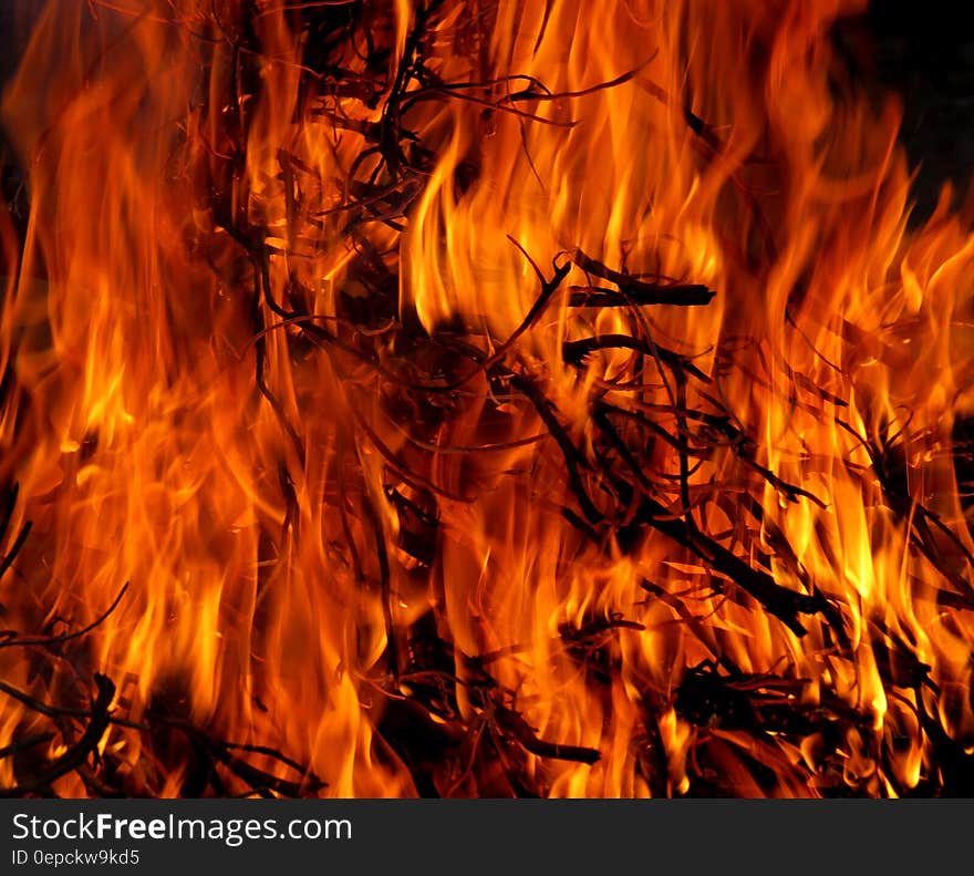 Burning Tree in Time Lapse