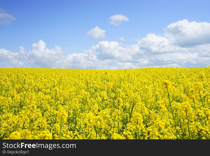 Yellow Flower Field Under Blue Cloudy Sky during Daytime