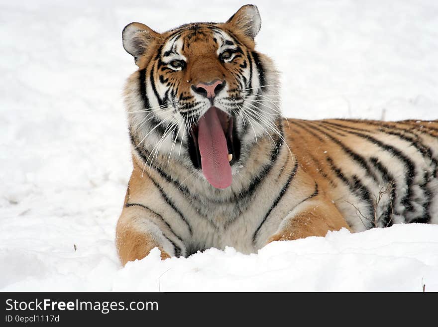 Tiger Lying on Snow Field While Yawning