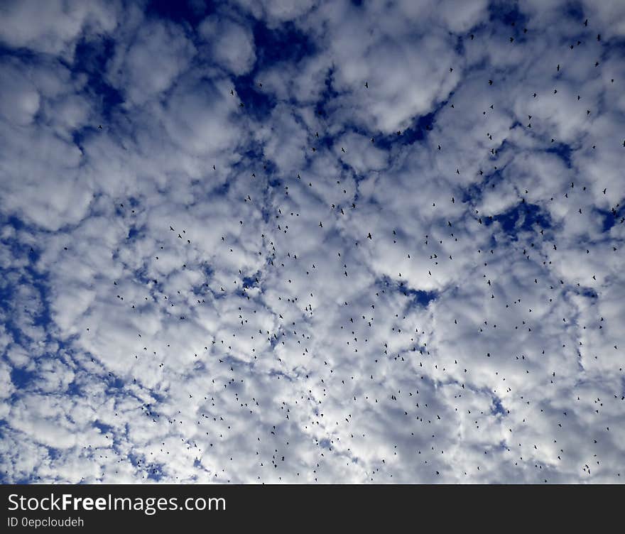 White and Blue Sky