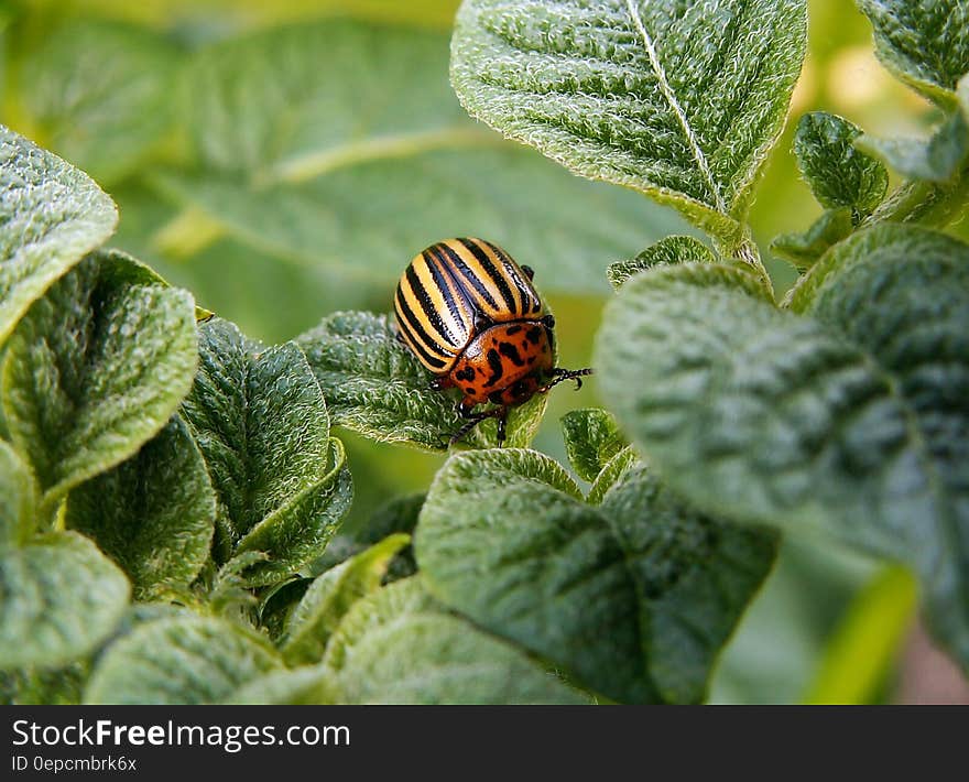 Orange and Yellow Bug on Leaf