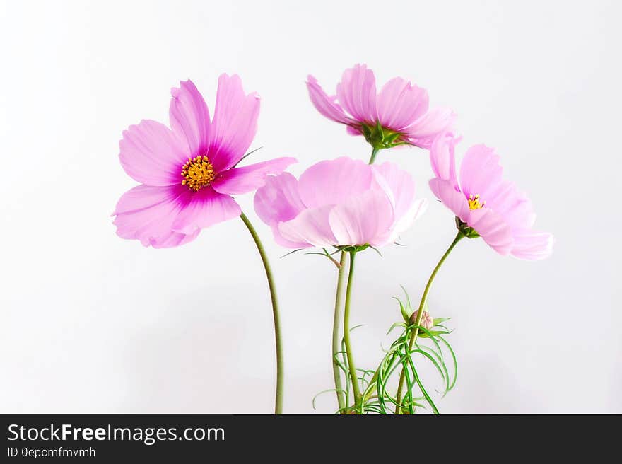 Purple Petal Flower