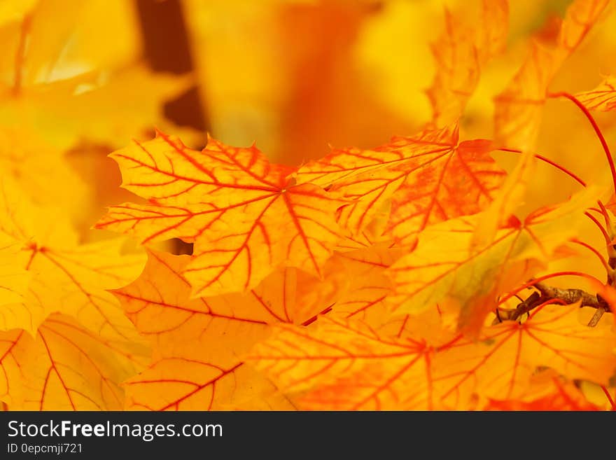 Yellow Leaves