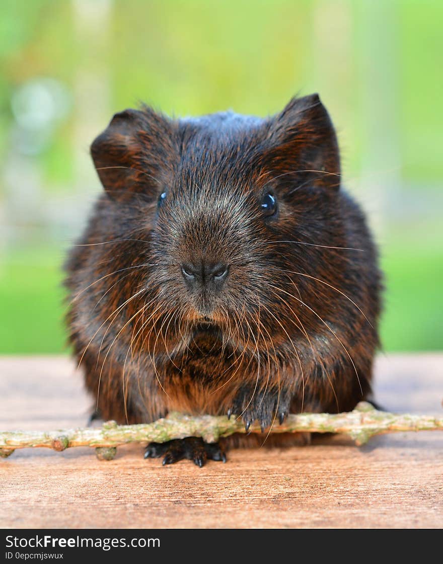 Black and Brown Rodent