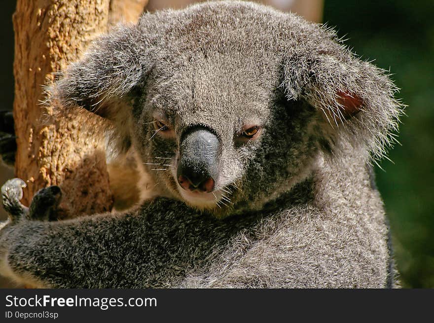 Koala Bear on Tree during Daytime