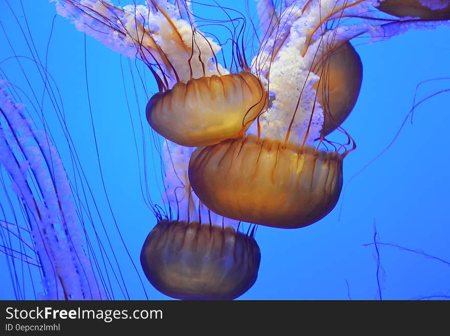 A swarm of jellyfish swimming in aquarium. A swarm of jellyfish swimming in aquarium.