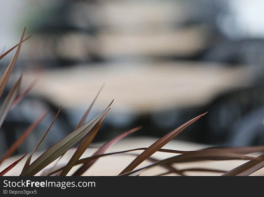 Shallow Focus Photography of Brown Grass