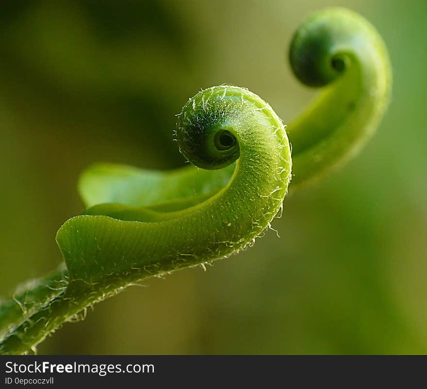 Close Up Photography of a Green Leaf Sprout