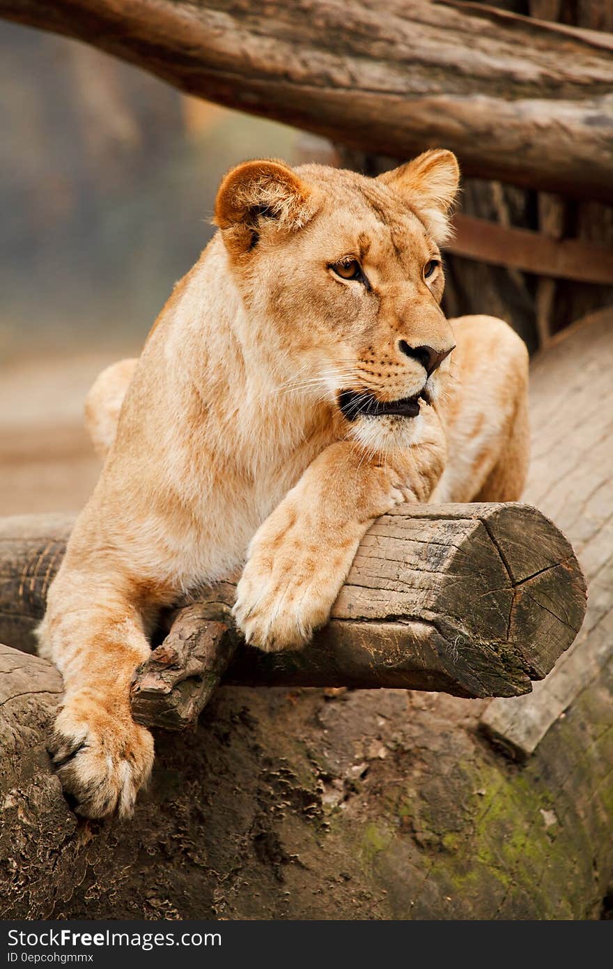 Brown Lioness