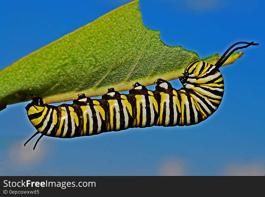 Black Yellow and White Monarch Butterfly Caterpillar