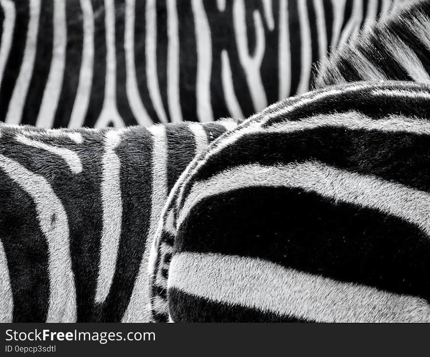 Black and White Zebra Patternt