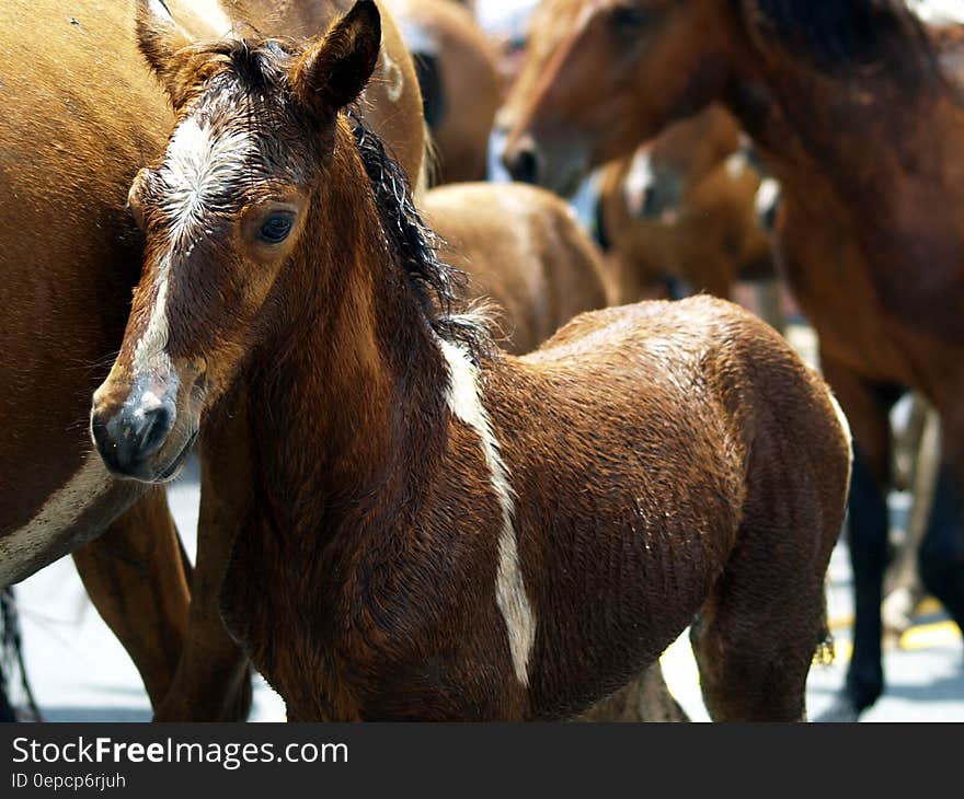 Young brown foal stood among herd of horses. Young brown foal stood among herd of horses.