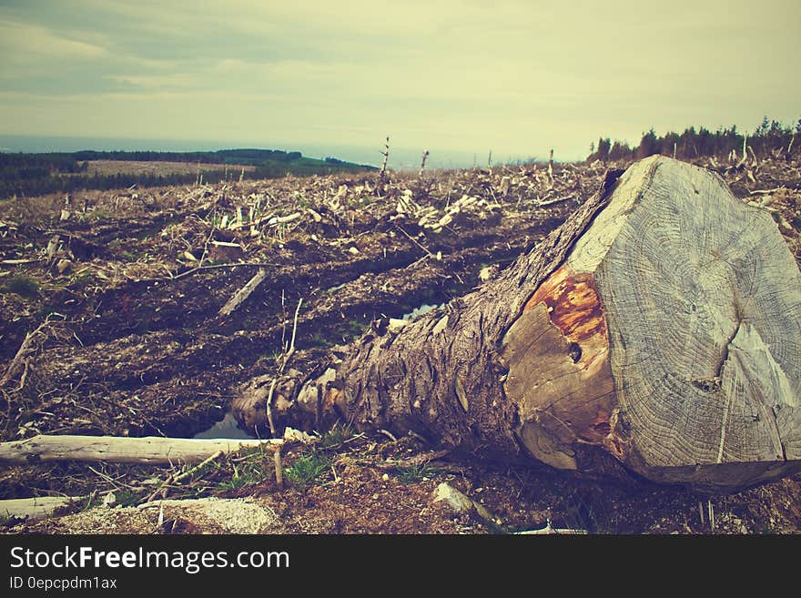 Fallen tree trunk lying in cleared in countryside field. Fallen tree trunk lying in cleared in countryside field.