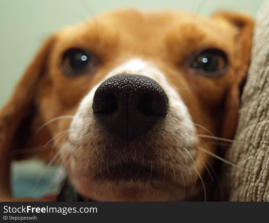 Closeup portrait of cute beagle dog.