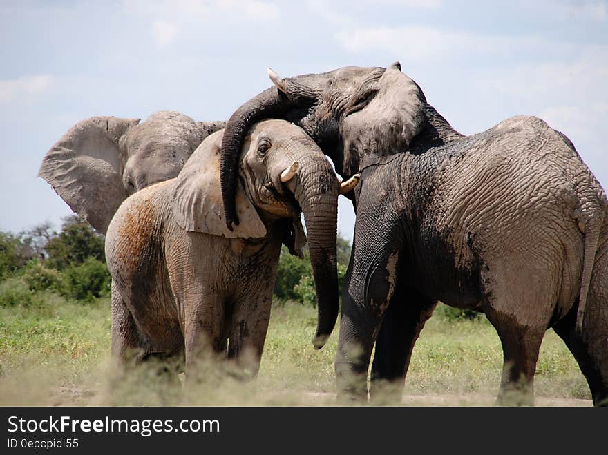 Grey Black Elephant on Green Grass Field