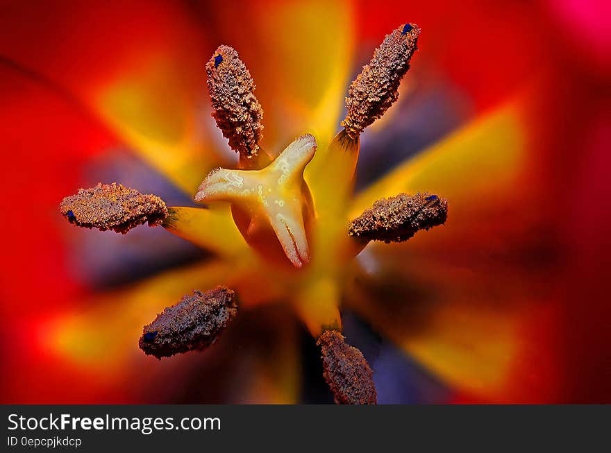 Black Yellow and Red Flower Stigma in Tilt Shift Lens