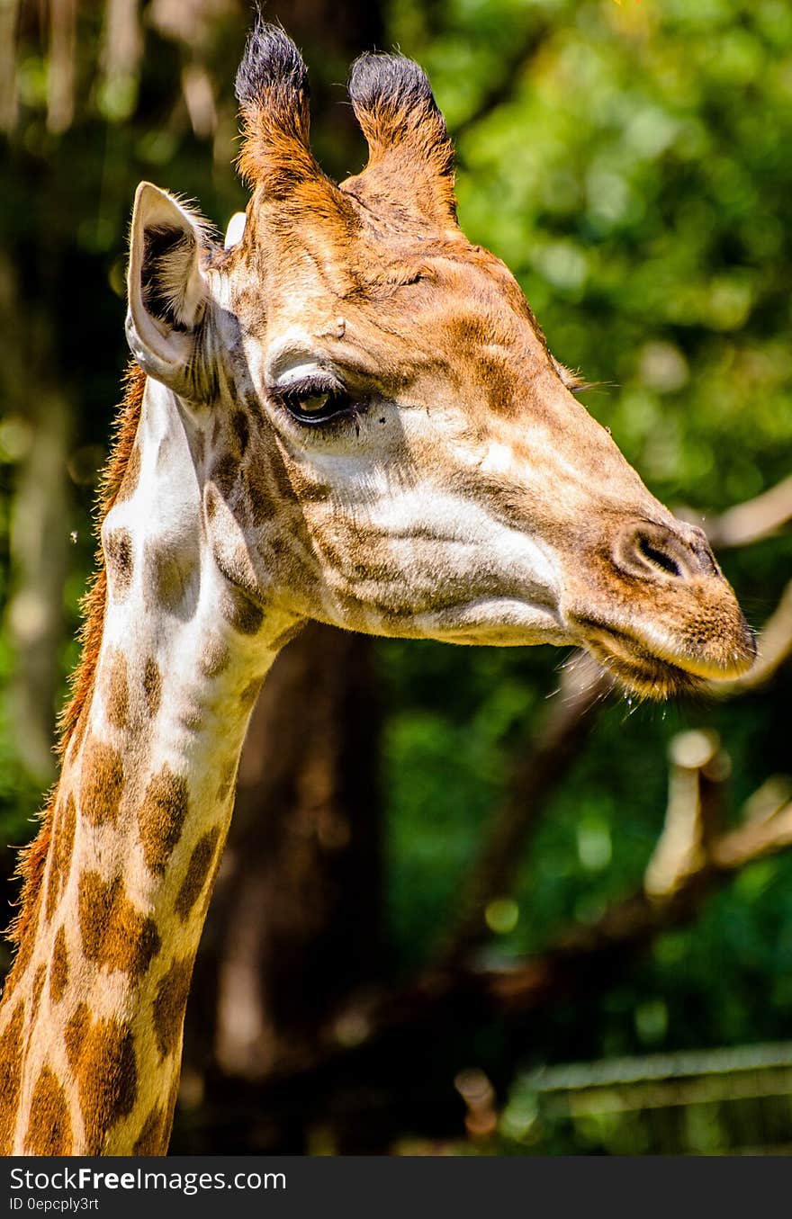 Portrait of African giraffe outdoors with green leafy trees in background. Portrait of African giraffe outdoors with green leafy trees in background.