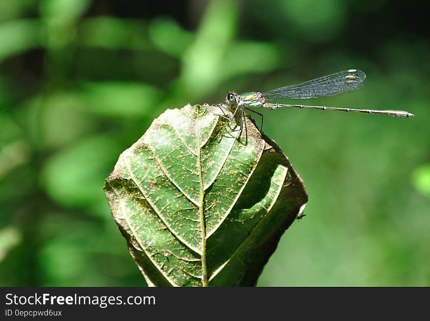 Close up of dragonfly perched on leaf in sunny garden. Close up of dragonfly perched on leaf in sunny garden.