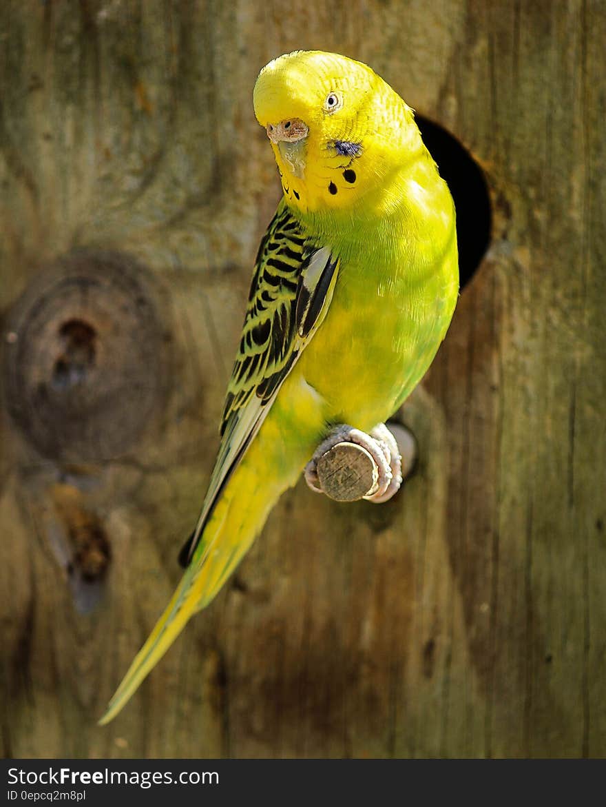 Yellow and Black Parakeet