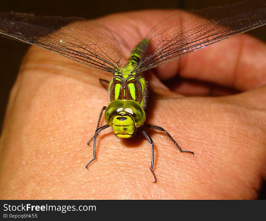 Green Dragonfly on Person Hand