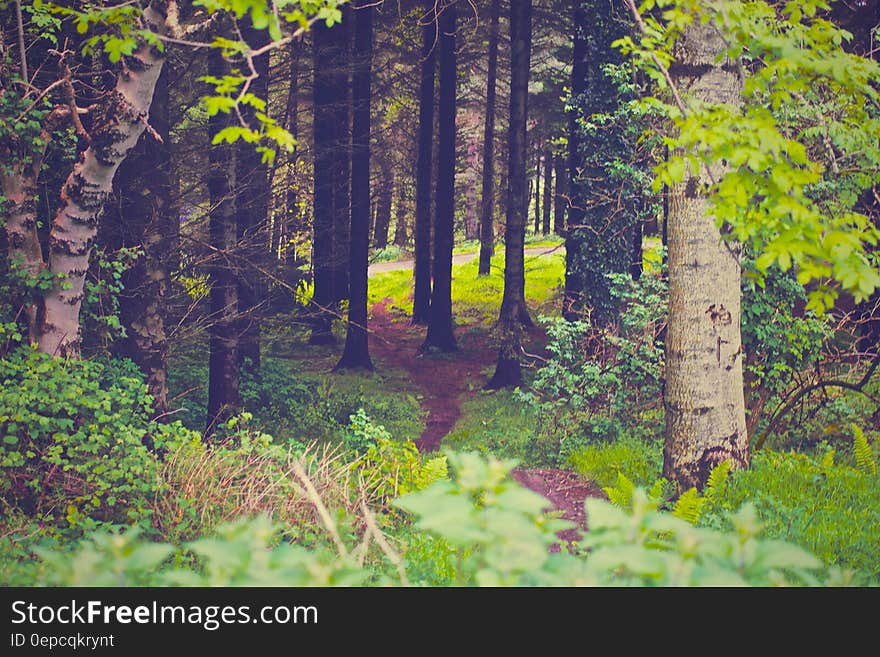 Path leading through green forest on sunny day. Path leading through green forest on sunny day.