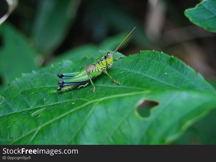 Close up of grasshopper on green leaf in sunny garden.